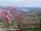 Lago di Montedoglio e magnolia in fiore.